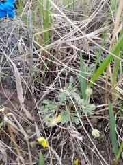 Potentilla macounii