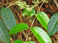 Toxicodendron striatum