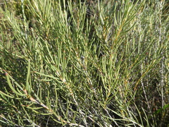 Serruria linearis