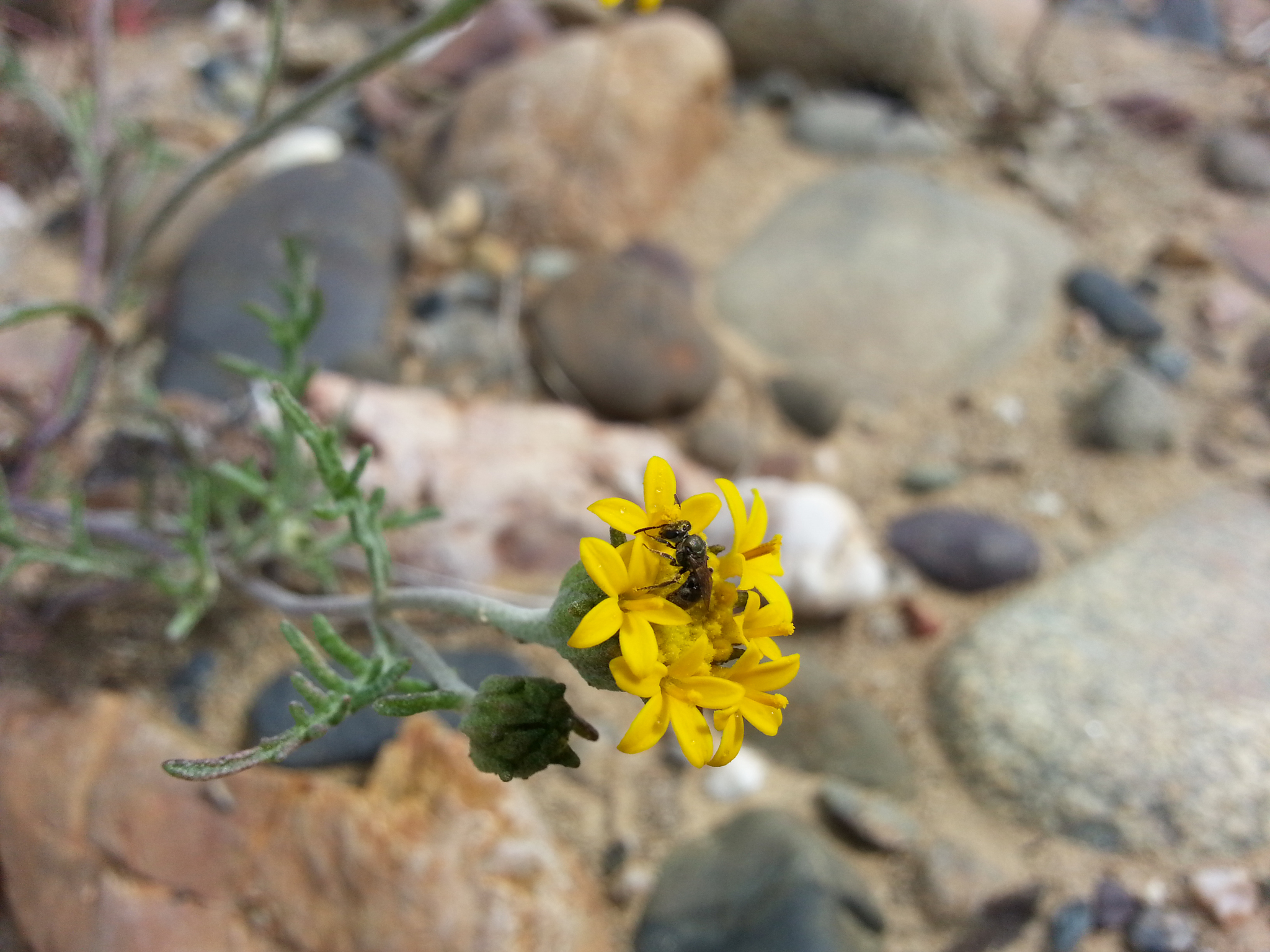 Chaenactis glabriuscula var. heterocarpha