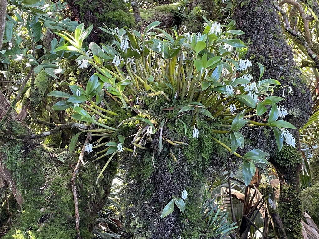 Dendrobium moorei F.Muell. 3