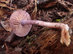 Thaxterogaster submagellanicus