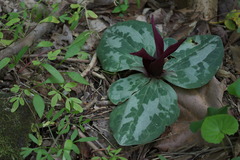 Trillium decumbens