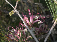 Hakea bakeriana