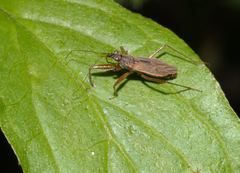 Nabis rugosus
