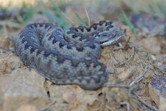 Vipera latastei