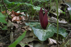 Trillium decumbens