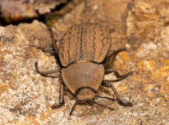 Asida sabulosa