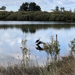 Phalacrocorax varius