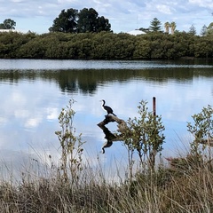 Phalacrocorax varius