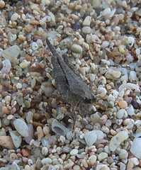 Paratettix subpustulata