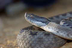 Vipera latastei