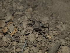 Neduba castanea