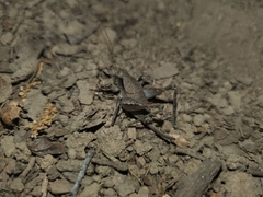 Neduba castanea