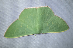 Prasinocyma semicrocea