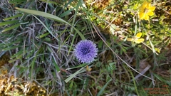 Globularia bisnagarica