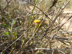 Marasmodes defoliata