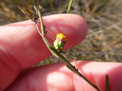 Marasmodes defoliata