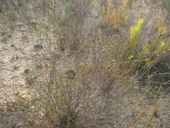 Marasmodes defoliata