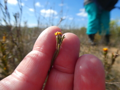 Marasmodes defoliata