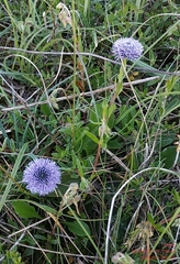 Globularia bisnagarica
