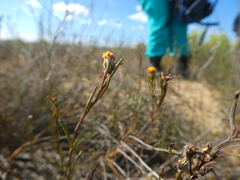 Marasmodes defoliata