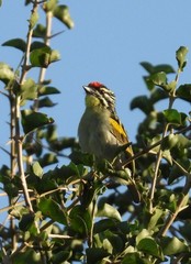 Pogoniulus pusillus
