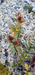 Veronica decumbens