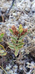 Veronica decumbens