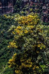 Acridocarpus natalitius