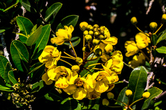 Acridocarpus natalitius
