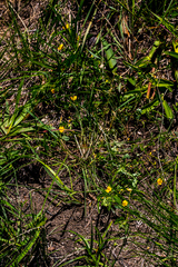 Aeschynomene brevifolia