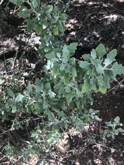 Chenopodium oahuense