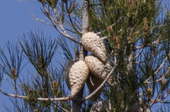 Pinus attenuata