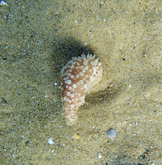 Veretillidae