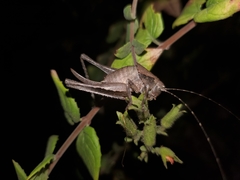 Neduba castanea