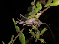 Neduba castanea