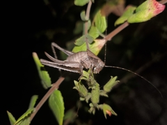 Neduba castanea
