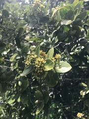 Santalum paniculatum