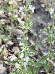 Collinsia childii