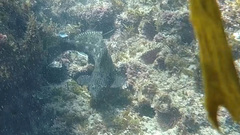 Aplodactylus lophodon