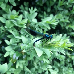 Calopteryx splendens