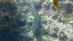 Aplodactylus lophodon