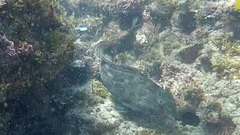 Aplodactylus lophodon