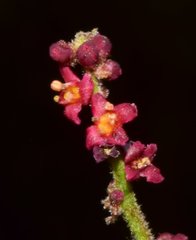 Comocladia macrophylla