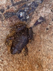 Pristimantis buckleyi
