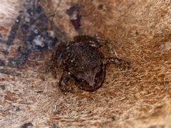 Pristimantis buckleyi