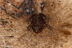 Pristimantis buckleyi