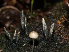 Xylaria castorea