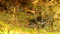 Porrhothele